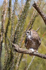 Great horned owl perched on dead cactus
