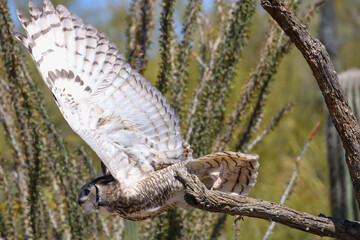 Great horned owl  in flight