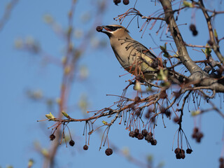 a cedar waxwing feeds on the berries of a flowering crab tree in spring