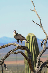 Crested Caracara perched on a branch 