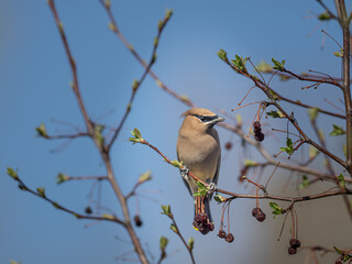 a cedar waxwing feeds on the berries of a flowering crab tree in spring