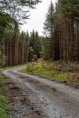 Serene forest pathway in lush greenery