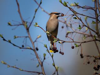 a cedar waxwing feeds on the berries of a flowering crab tree in spring
