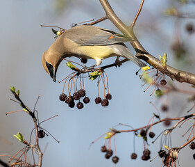 a cedar waxwing feeds on the berries of a flowering crab tree in spring