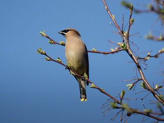 a beautiful cedar waxwing sits on a branch of a flowering crab tree in spring