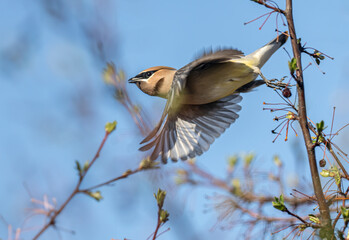 a cedar waxwing takes flight from a flowering crab tree in spring
