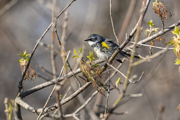yellow-rumped warbler perched on a branch in early spring