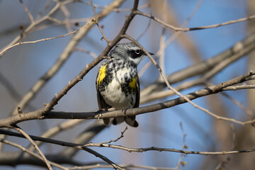 yellow-rumped warbler perched on a branch in early spring