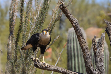 Crested Caracara perched on a branch 