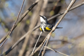 yellow-rumped warbler perched on a branch in early spring