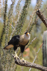 Crested Caracara perched on a branch 