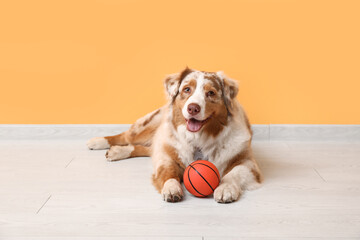 Cute Australian Shepherd dog with toy lying near orange wall