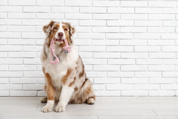 Cute Australian Shepherd dog with rope toy sitting near white brick wall