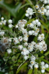 Cluster of White Flowers