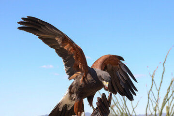 Harris Hawk perched on gloved hand