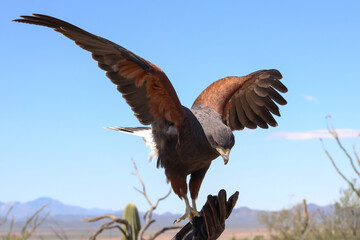 Harris Hawk perched on gloved hand