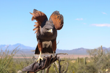 Harris Hawk perched on gloved hand