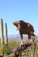 Harris Hawk perched on gloved hand