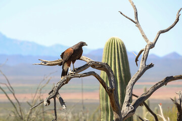 Harris Hawk perched on a branch