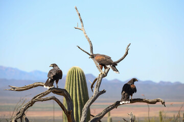 Three hawks perched on a branch