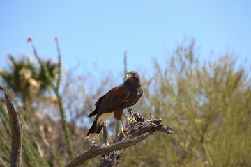 Harris Hawk perched on a branch