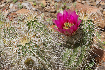 Pink cactus bloom