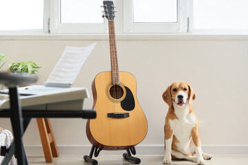 Cute beagle dog with guitar at home