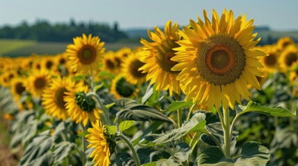 Obraz premium Sunflower field in Tuscany, bright yellow blooms, clear skies, detailed closeup