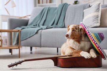 Cute Australian Shepherd dog with guitar and colorful sombrero lying on carpet at home