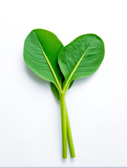Fototapeta premium Spinach