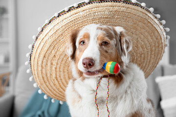 Cute Australian Shepherd dog with sombrero and maracas at home