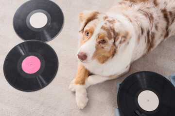 Cute Australian Shepherd dog lying on carpet with record player and vinyl disks at home