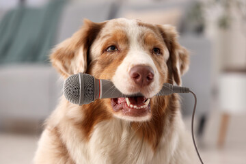 Cute Australian Shepherd dog with microphone at home