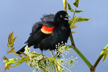 A red-winged blackbird puffed up and singing out