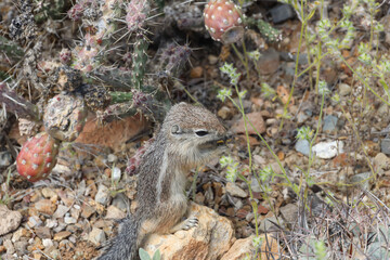 Juvenile ground squirrel