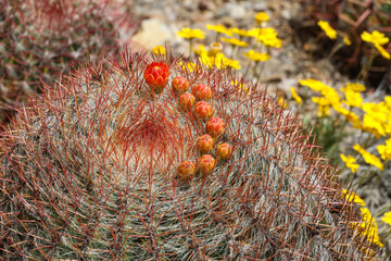 California barrel cactus with red blooms surrounded by  yellow flowers - Powered by Adobe