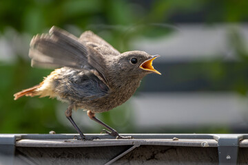 Junger Hausrotschwanz bettelt um Futter
