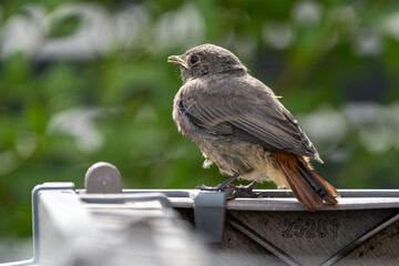 Junger Hausrotschwanz sitzt auf im Garten und wartet auf Futter