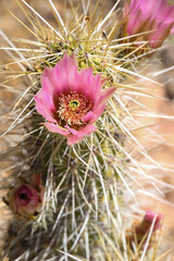 Pink cactus bloom 
