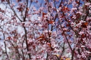A purple leaf plum, or Prunus cerasifera, pissardii, tree, blossoming in March, in Attica, Greece