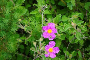 Rockrose, or sunset flowers, or cistus pulverulentus, an a green hopper  insect