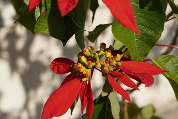 Red poinsettia flowers on a tree, near Christmas