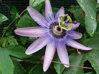 A passion flower, or Passiflora caerulea, after the rain
