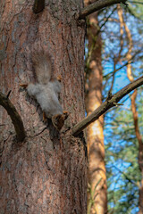 A forest squirrel runs and jumps through the trees in search of food