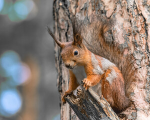 A tree squirrel sits in a tree and watches.