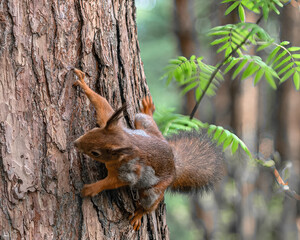 A forest squirrel runs and jumps through the trees in search of food