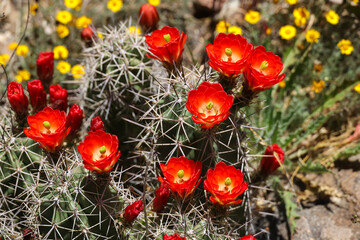 Claret Cup Cactus with red flowers