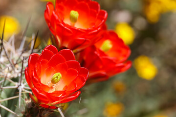 Claret Cup Cactus with red flowers