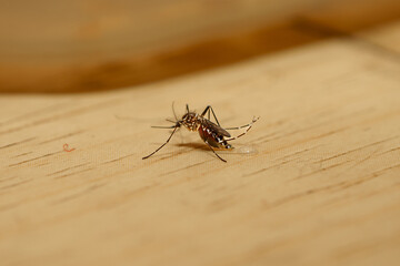 Dengue Mosquito
