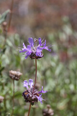 Desert chia, purple desert wildflowers
